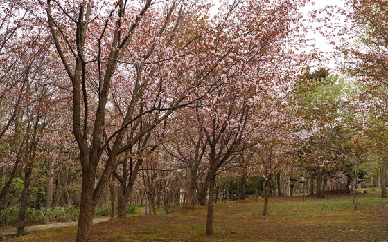 北海道某所で撮影した「桜」の写真2015