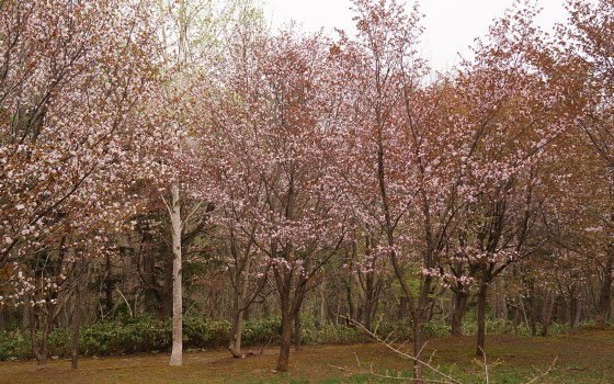 北海道某所で撮影した「桜」の写真2015