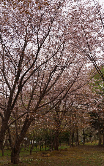 北海道某所で撮影した「桜」の写真2015