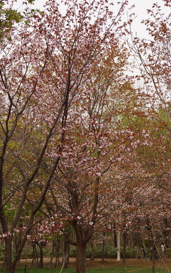 北海道某所で撮影した「桜」の写真2015