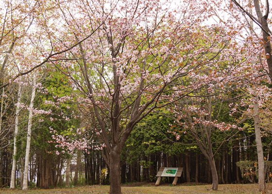 北海道某所で撮影した「桜」の写真2015