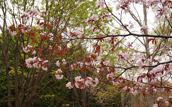 北海道某所で撮影した「桜」の写真2015