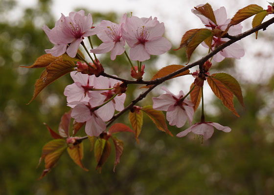 北海道某所で撮影した「桜」の写真2015