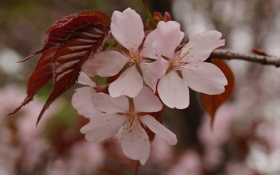 北海道某所で撮影した「桜」の写真2015