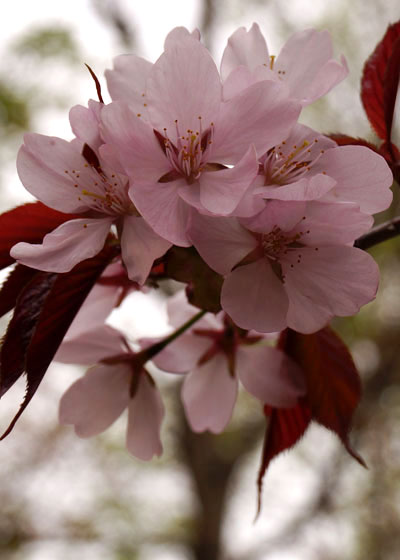 北海道某所で撮影した「桜」の写真2015