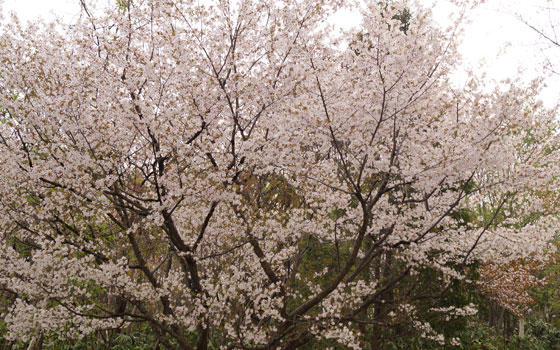 北海道某所で撮影した「桜」の写真2015