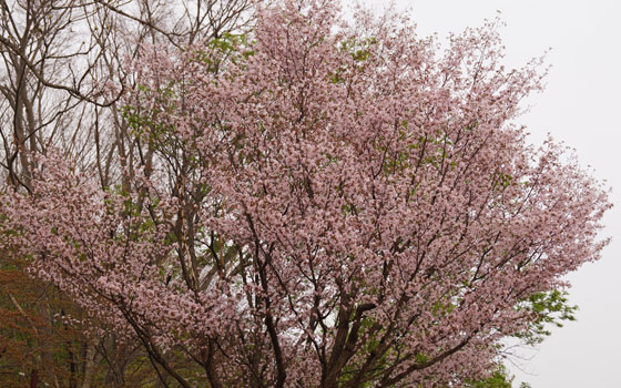 北海道某所で撮影した「桜」の写真2015