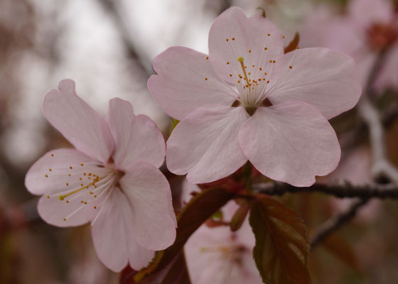 北海道某所で撮影した「桜」の写真2015