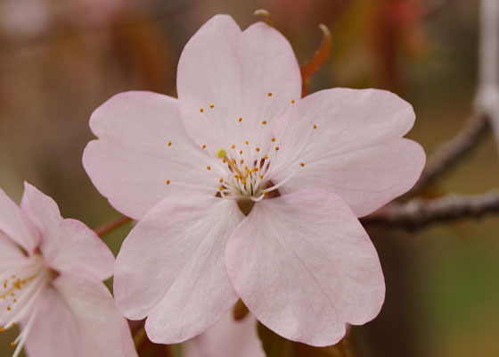 北海道某所で撮影した「桜」の写真2015