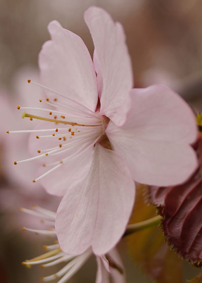 北海道某所で撮影した「桜」の写真2015