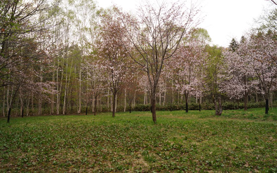 北海道某所で撮影した「桜」の写真2015