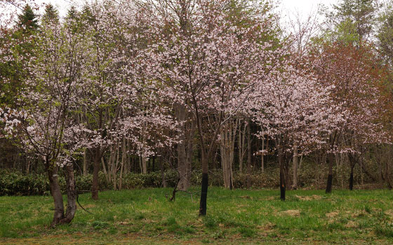 北海道某所で撮影した「桜」の写真2015