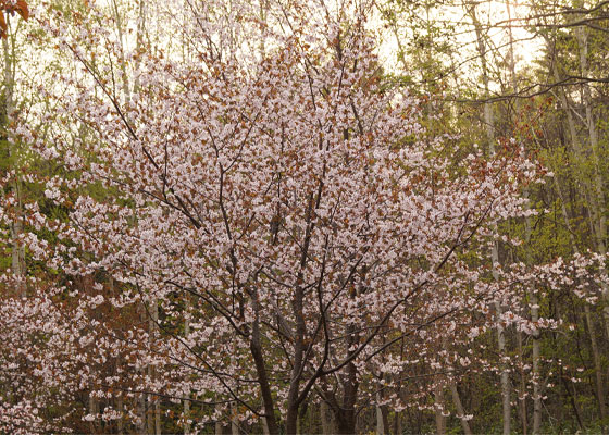 北海道某所で撮影した「桜」の写真2015