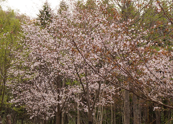 北海道某所で撮影した「桜」の写真2015