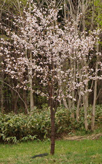 北海道某所で撮影した「桜」の写真2015