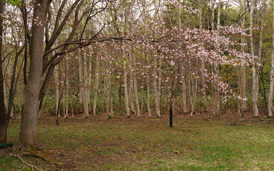 北海道某所で撮影した「桜」の写真2015