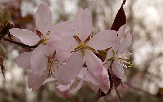 北海道某所で撮影した「桜」の写真2015