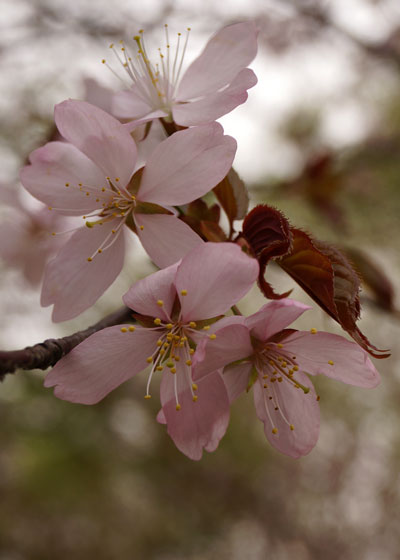 北海道某所で撮影した「桜」の写真2015