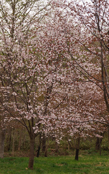 北海道某所で撮影した「桜」の写真2015