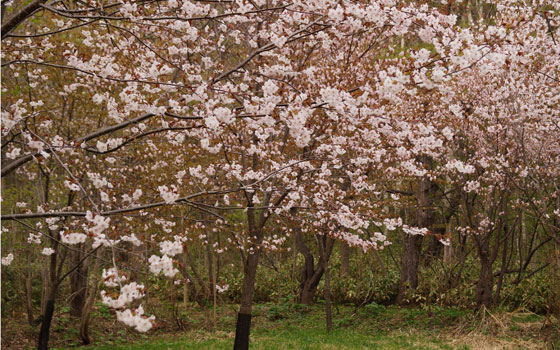 北海道某所で撮影した「桜」の写真2015