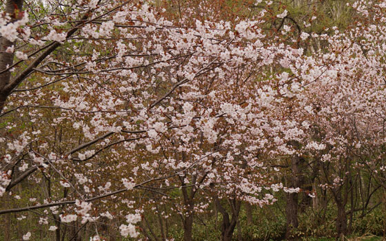 北海道某所で撮影した「桜」の写真2015