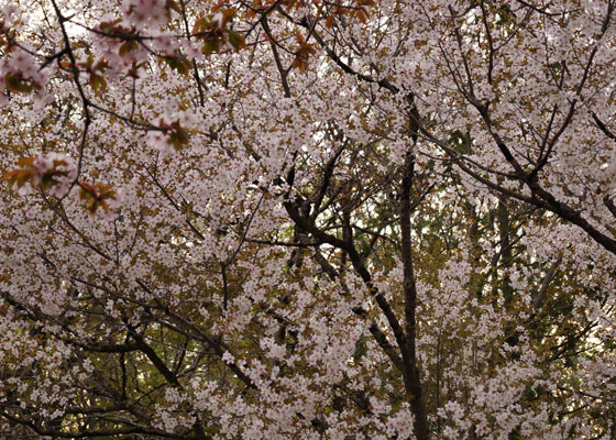 北海道某所で撮影した「桜」の写真2015