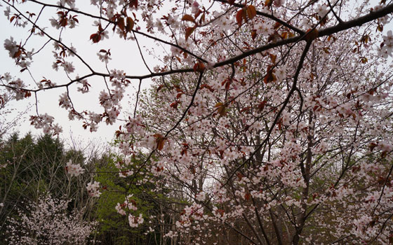 北海道某所で撮影した「桜」の写真2015