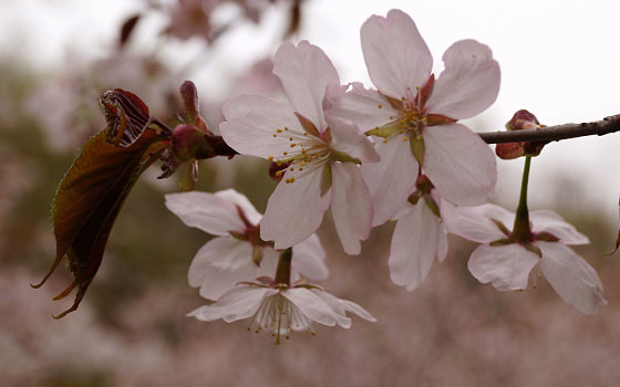 北海道某所で撮影した「桜」の写真2015