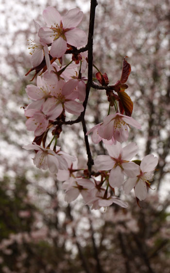 北海道某所で撮影した「桜」の写真2015