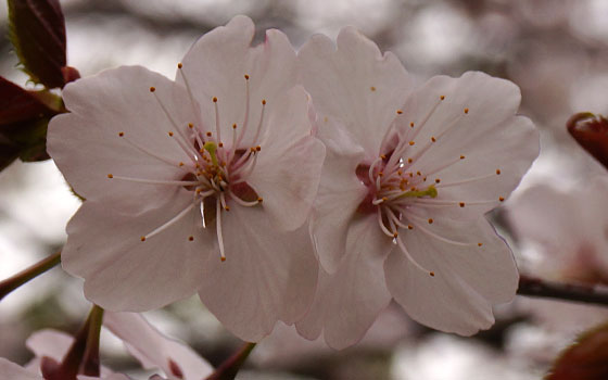 北海道某所で撮影した「桜」の写真2015