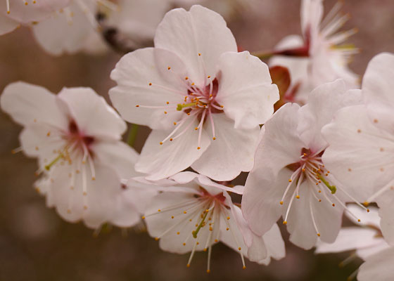 北海道某所で撮影した「桜」の写真2015