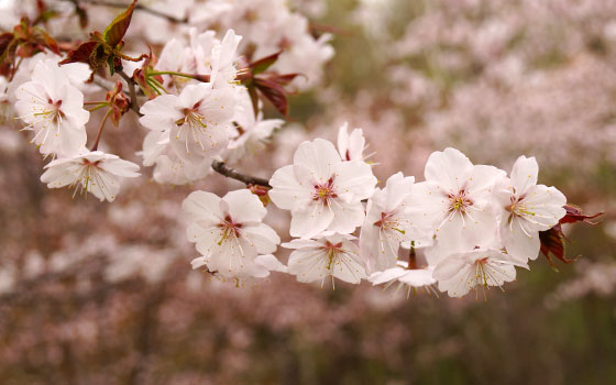 北海道某所で撮影した「桜」の写真2015