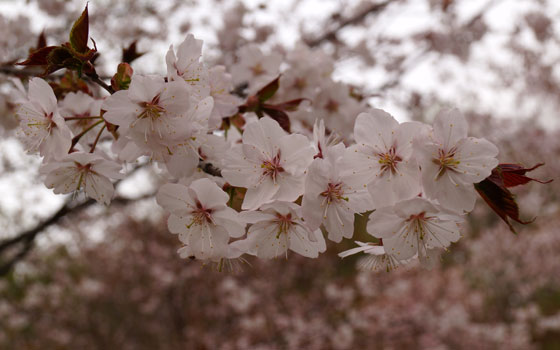 北海道某所で撮影した「桜」の写真2015