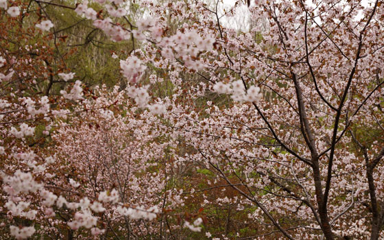 北海道某所で撮影した「桜」の写真2015