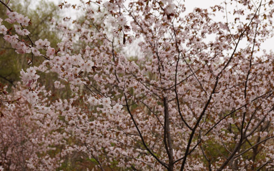 北海道某所で撮影した「桜」の写真2015