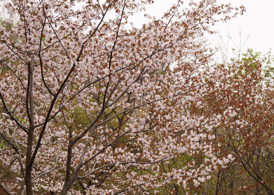 北海道某所で撮影した「桜」の写真2015