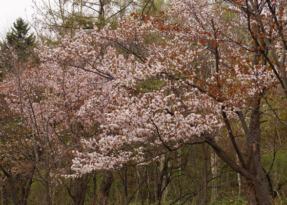 北海道某所で撮影した「桜」の写真2015