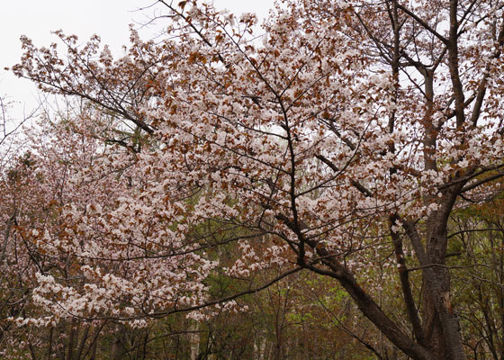 北海道某所で撮影した「桜」の写真2015