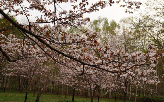 北海道某所で撮影した「桜」の写真2015