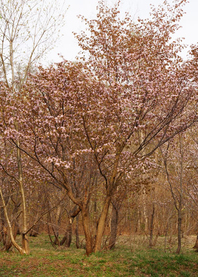 北海道某所で撮影した「桜」の写真2015