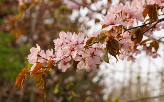 北海道某所で撮影した「桜」の写真2015