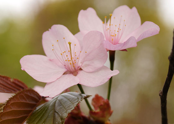 北海道某所で撮影した「桜」の写真2015