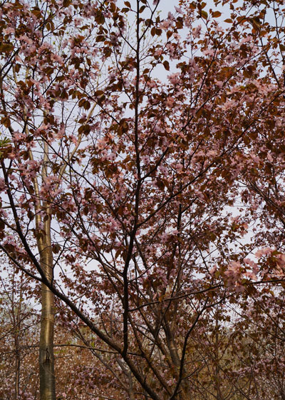 北海道某所で撮影した「桜」の写真2015