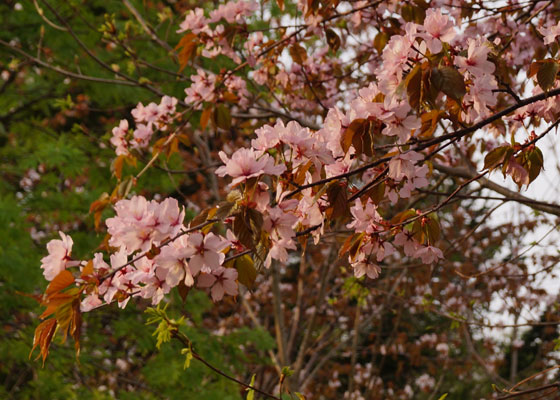 北海道某所で撮影した「桜」の写真2015