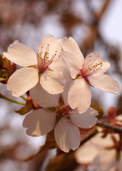 北海道某所で撮影した「桜」の写真2015