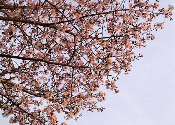 北海道某所で撮影した「桜」の写真2015