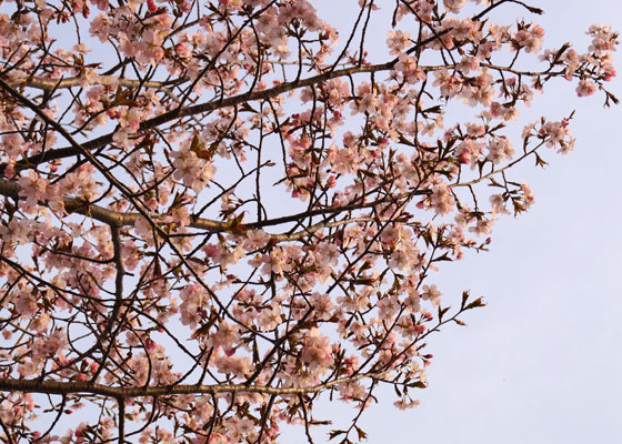 北海道某所で撮影した「桜」の写真2015