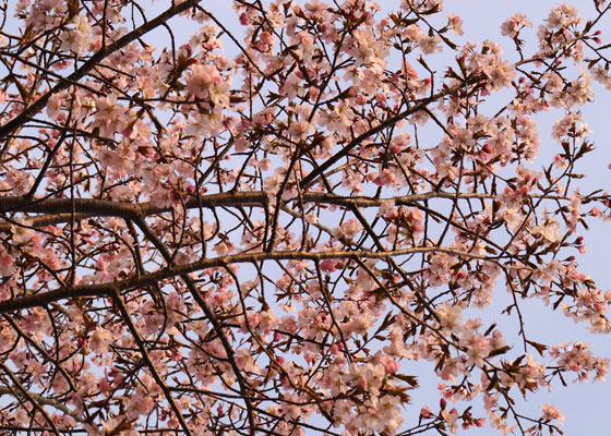 北海道某所で撮影した「桜」の写真2015