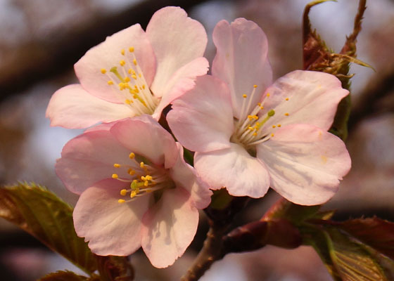 北海道某所で撮影した「桜」の写真2015