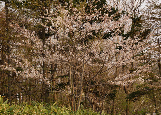 北海道某所で撮影した「桜」の写真2015